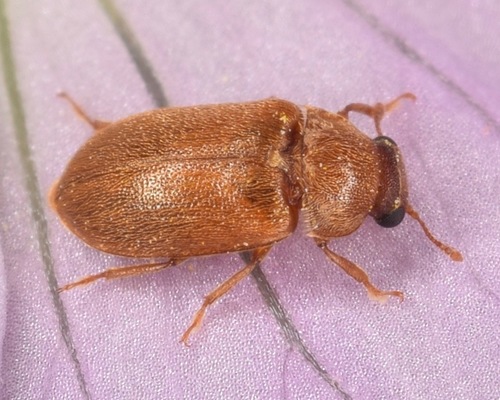 Raspberry Fruitworm Beetle photo 2
