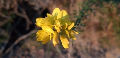 Ulex minor