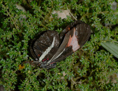 Heliconius erato