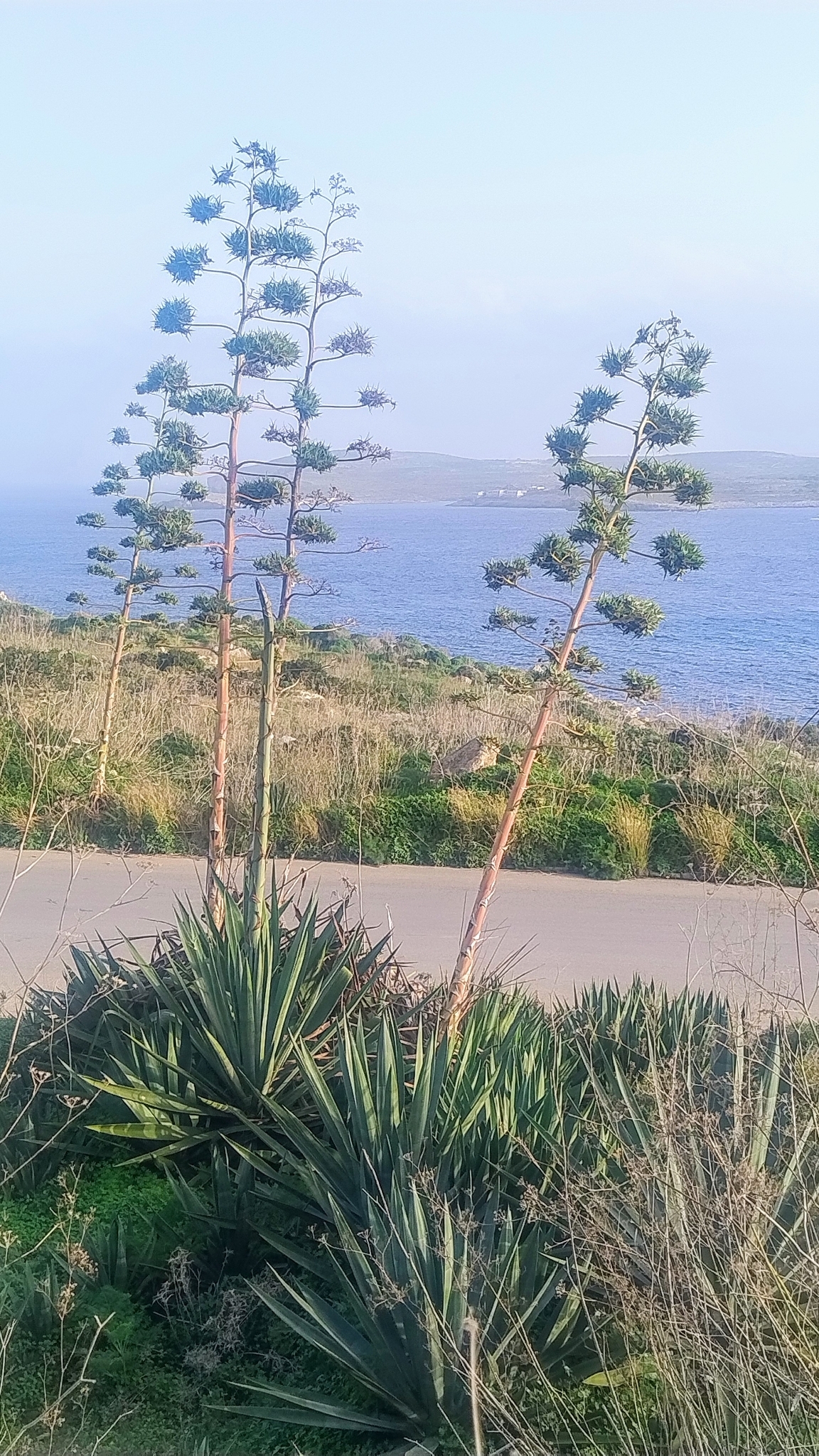 Sisal