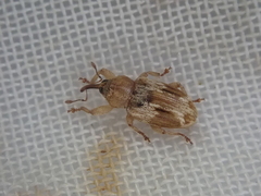 Peristoreus eustictus