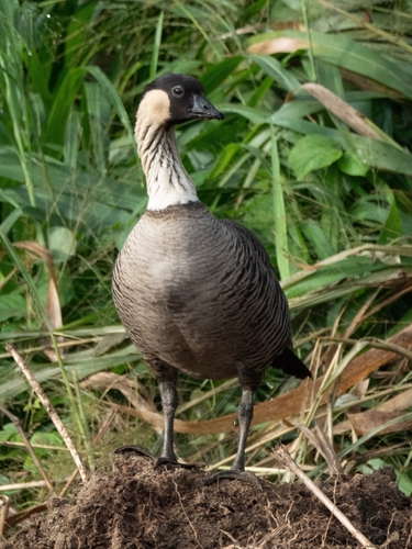 Nene (Branta sandvicensis)