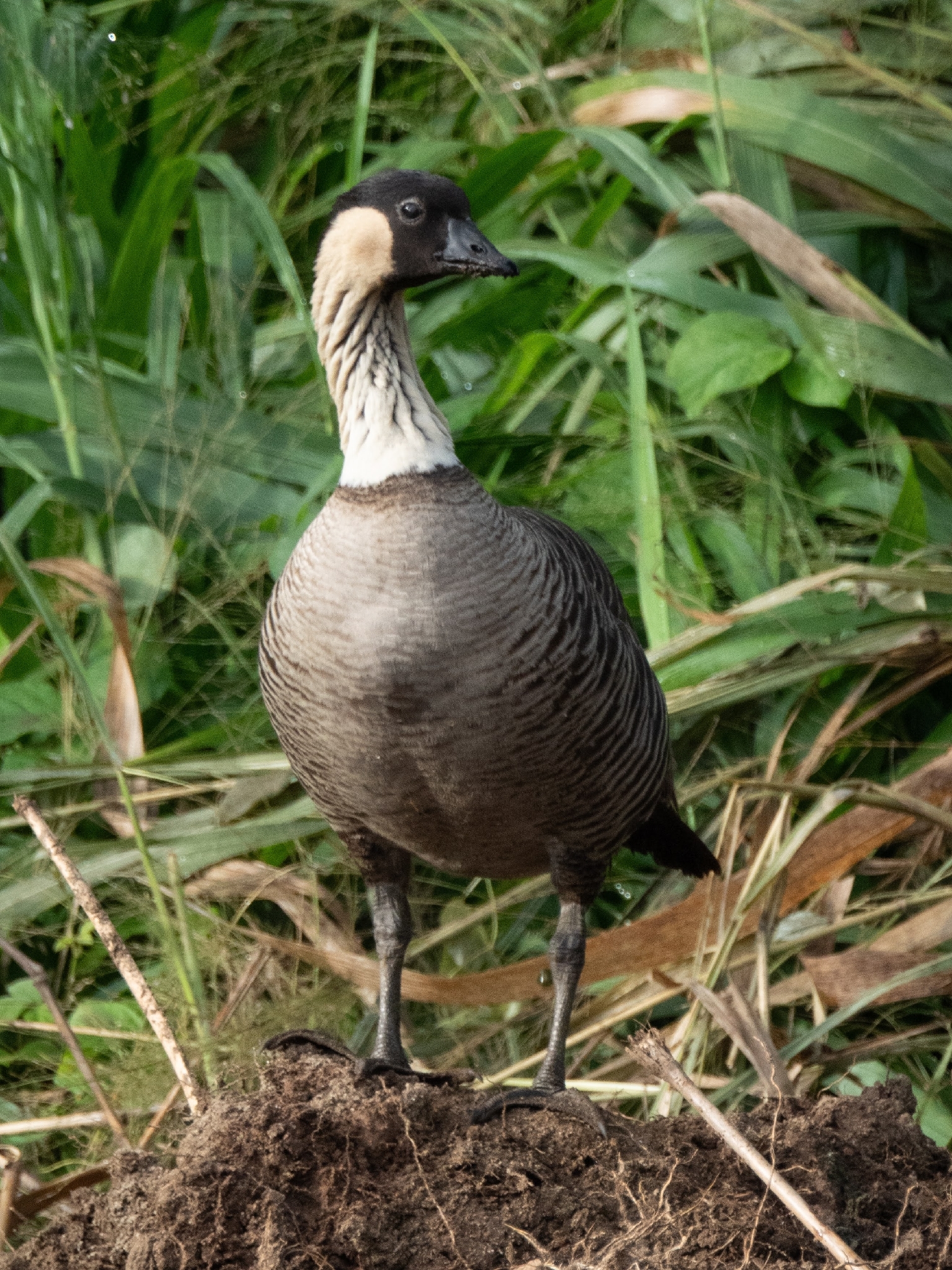 Nene (Branta sandvicensis), photo 1