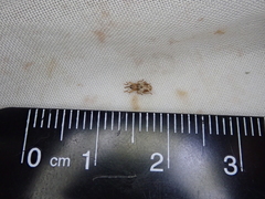 Peristoreus eustictus