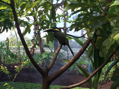 Selenidera spectabilis