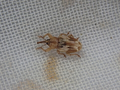 Peristoreus eustictus