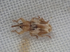 Peristoreus eustictus