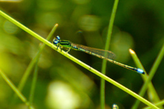 Ischnura capreolus
