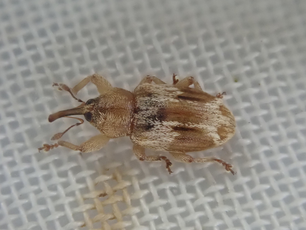Peristoreus eustictus