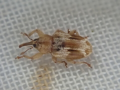 Peristoreus eustictus