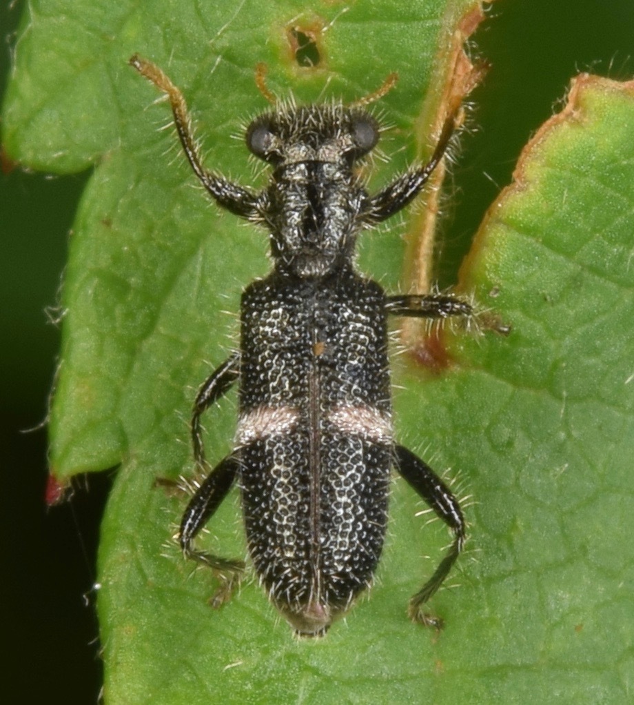 Phyllobaenus unifasciatus