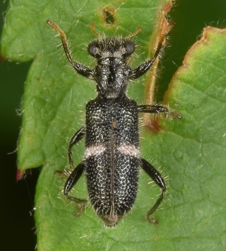 Phyllobaenus unifasciatus