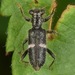 Phyllobaenus unifasciatus - Photo (c) skitterbug, algunos derechos reservados (CC BY), subido por skitterbug