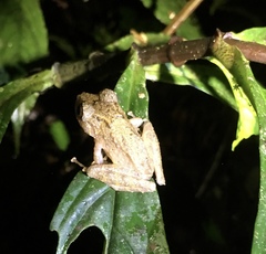 Pristimantis muricatus