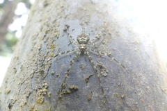 Neotama mexicana