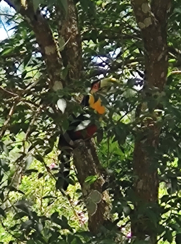 Red-breasted Toucan (Ramphastos dicolorus), photo 4