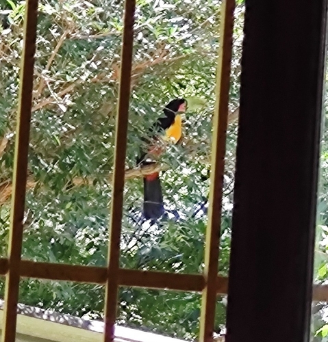 Red-breasted Toucan (Ramphastos dicolorus), photo 5