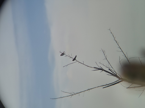 White-throated Swallow (Hirundo albigularis), photo 6