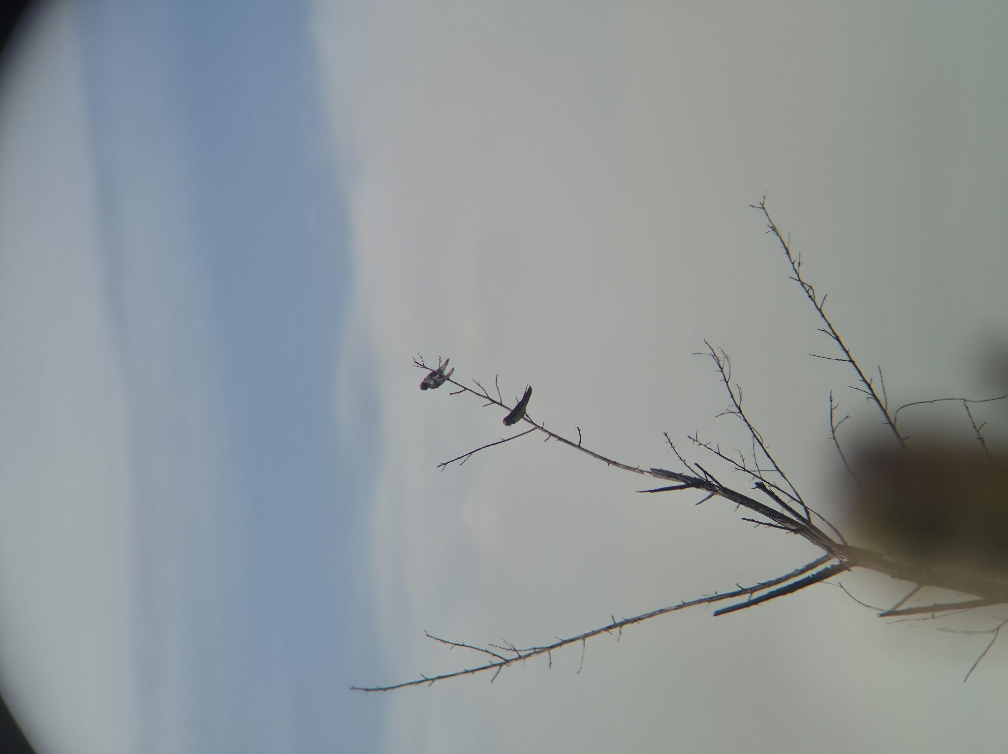 White-throated Swallow (Hirundo albigularis), photo 6