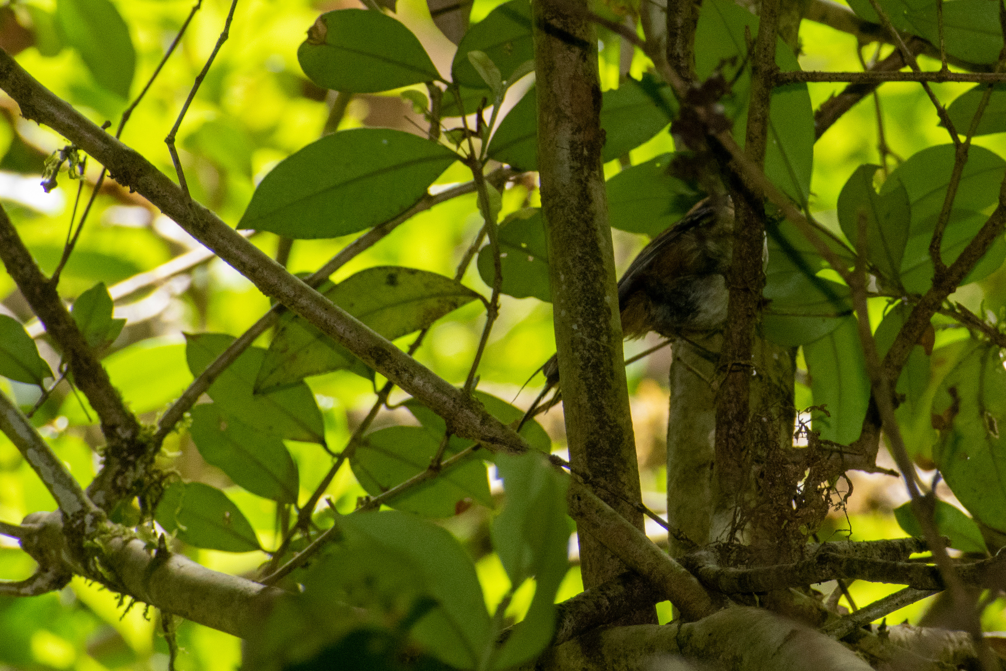 Thorn-tailed Rayadito (Aphrastura spinicauda), photo 5