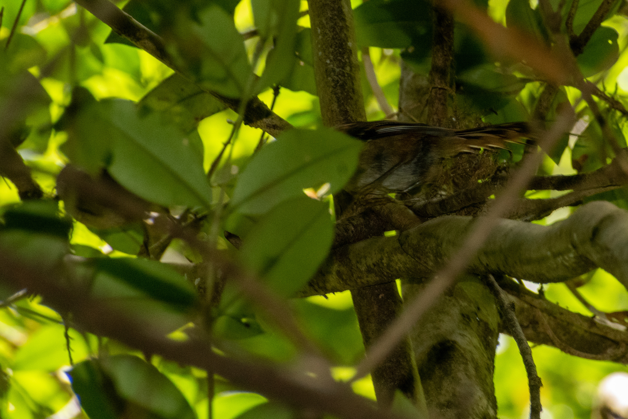 Thorn-tailed Rayadito (Aphrastura spinicauda), photo 4