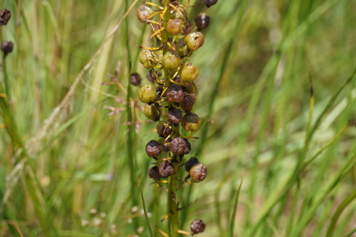 Yellow Cat's Tail (Bulbine abyssinica)