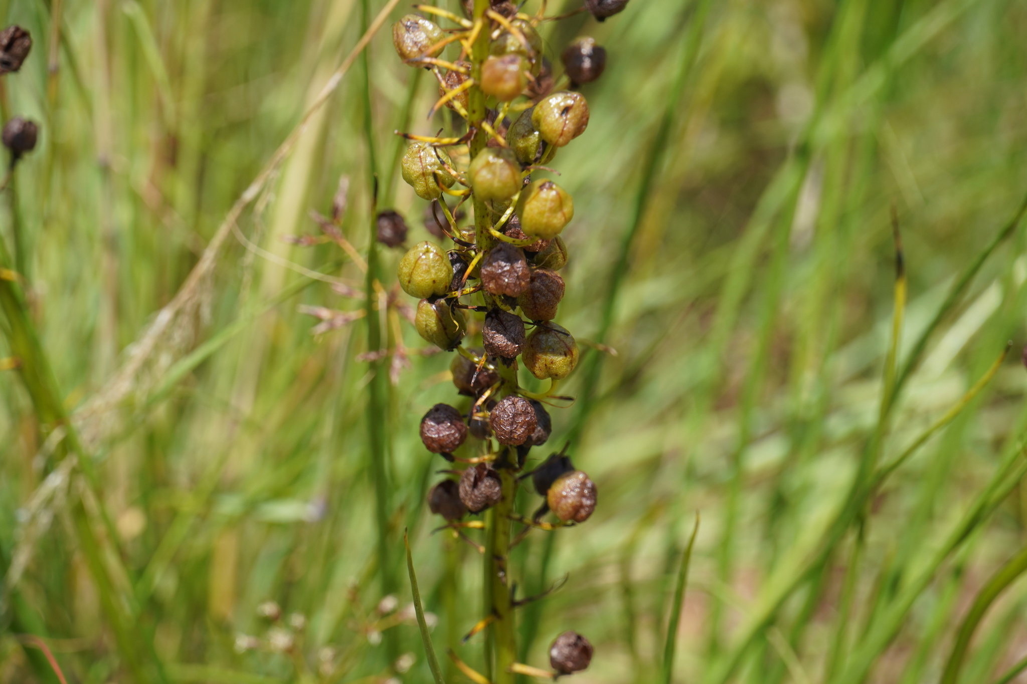 Yellow Cat's Tail (Bulbine abyssinica)
