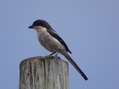 Southern Fiscal (Lanius collaris), photo 5