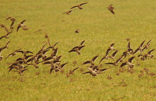 Calandra Lark (Melanocorypha calandra), photo 3