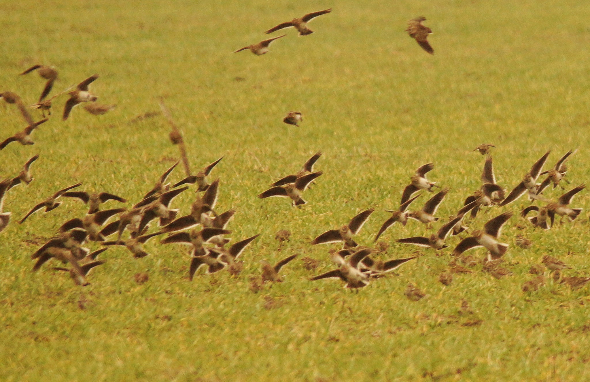 Calandra Lark (Melanocorypha calandra), photo 3