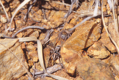 Habronattus virgulatus