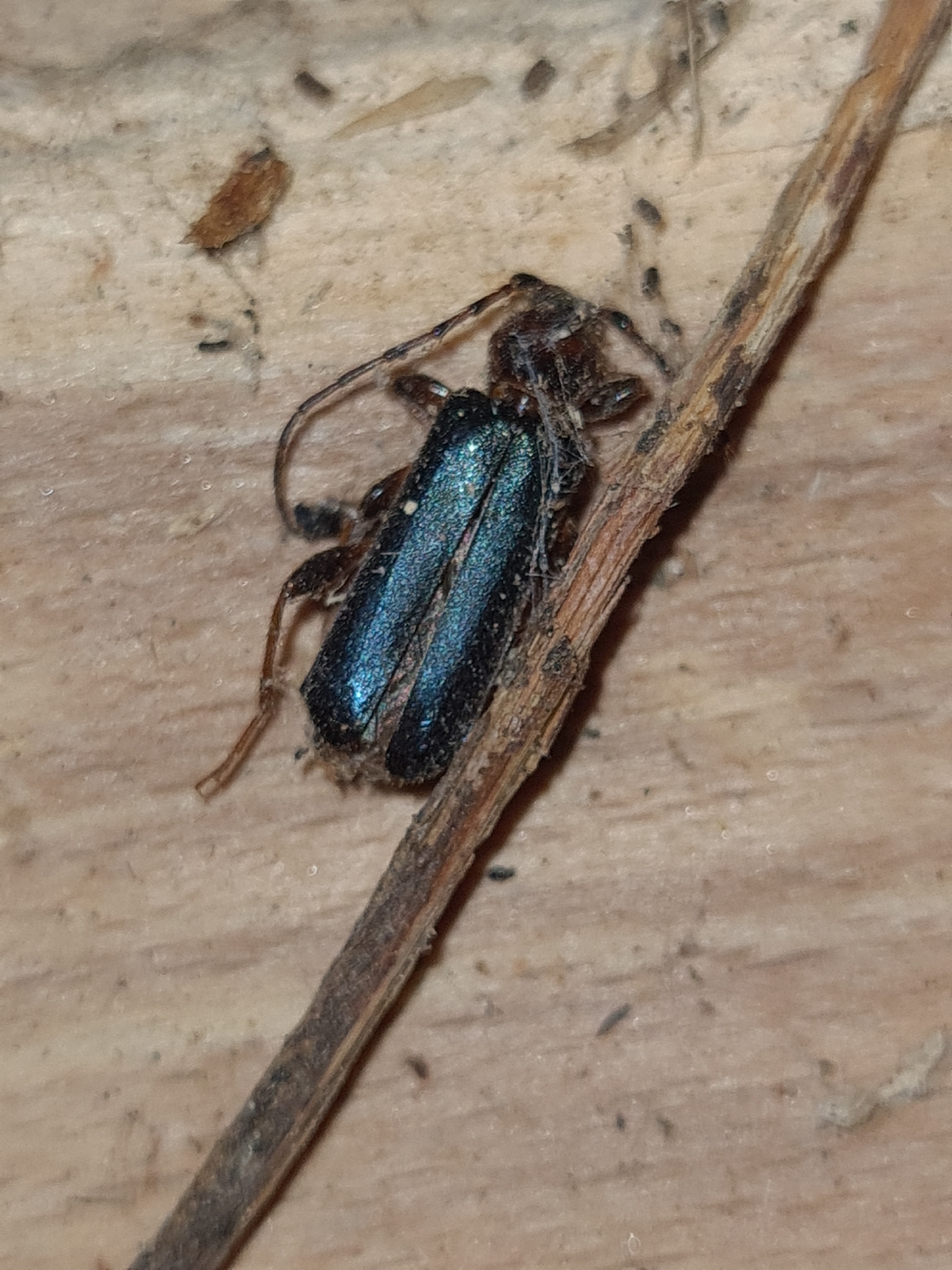 Phymatodes testaceus