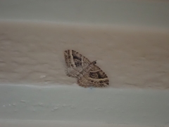 Chrysolarentia subrectaria