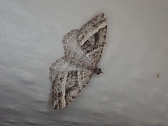 Chrysolarentia subrectaria