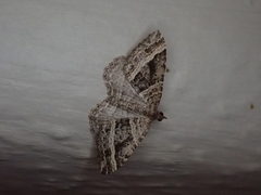 Chrysolarentia subrectaria