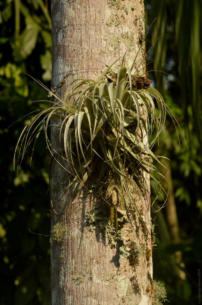 Tillandsia gardneri (Bromélias nativas de Santa Catarina, Brasil ...