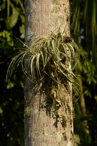 Tillandsia gardneri
