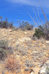 Habronattus virgulatus