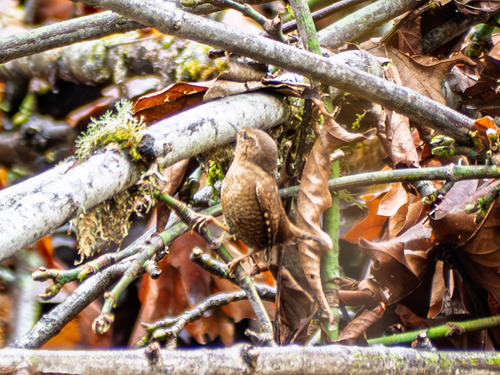 Pacific Wren (Troglodytes pacificus), photo 7