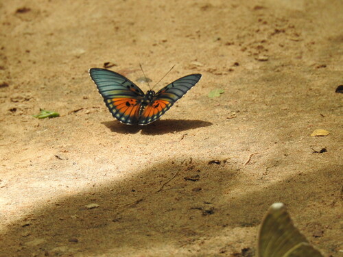 Euphaedra edwardsii