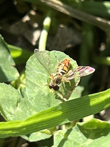 Unknown species found near Lillian St, Houston, TX, US