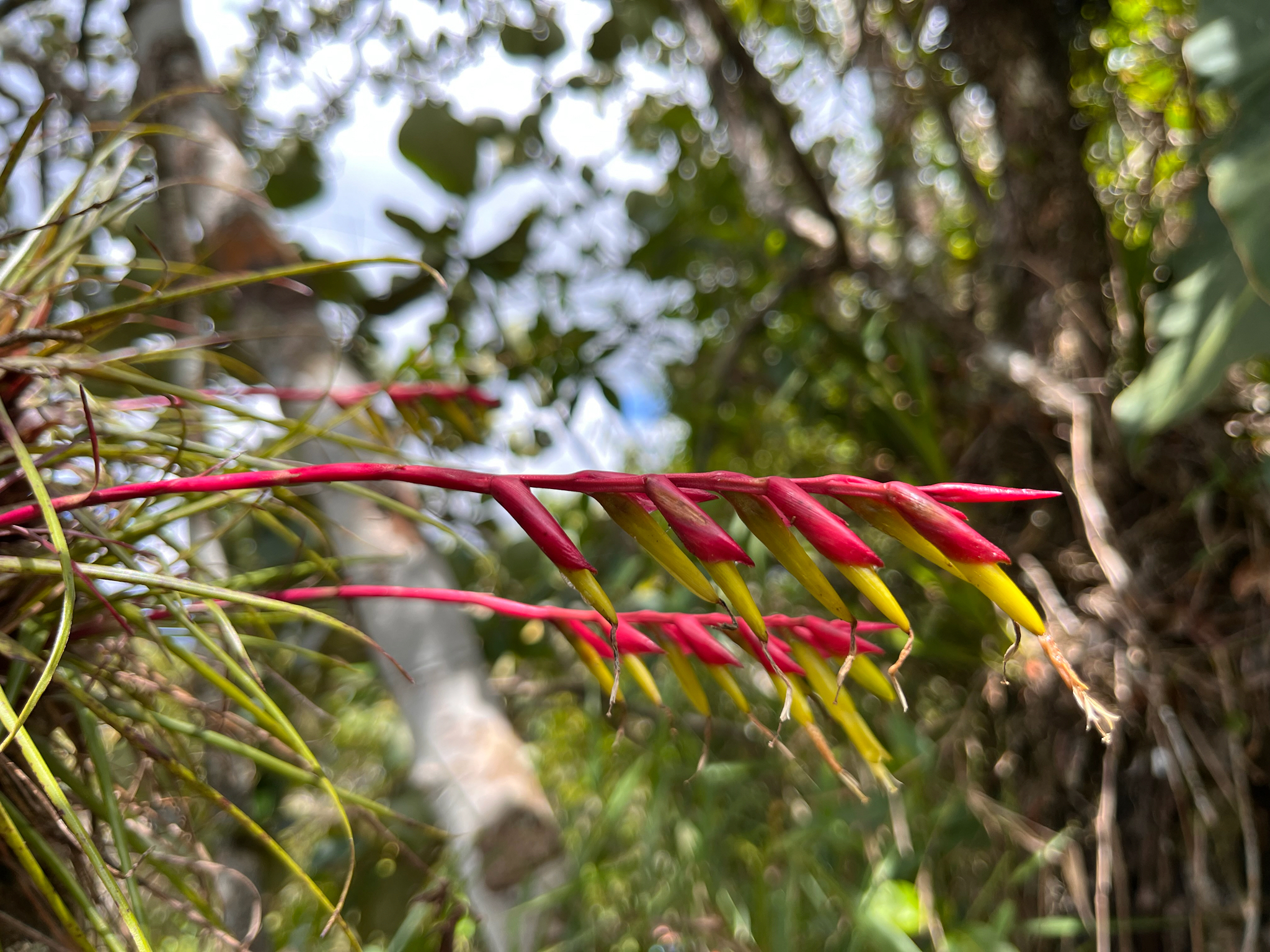 Vriesea arachnoidea