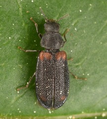 Melyrodes basalis