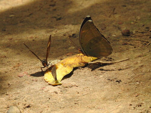 Common Blue-banded Forester