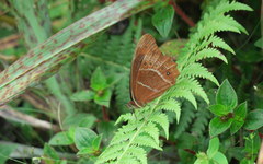 Oxeoschistus simplex