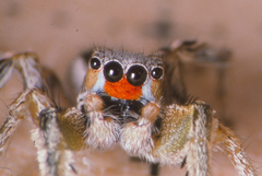 Habronattus virgulatus