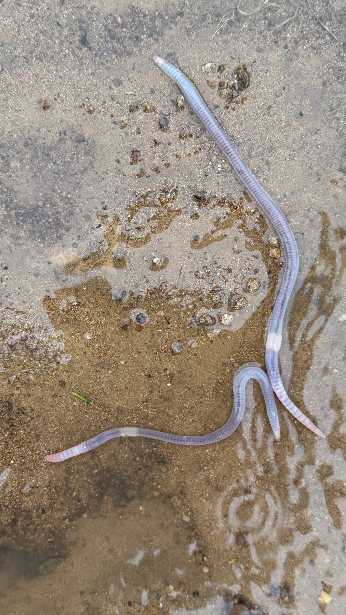 Octolasion cyaneum (Savigny, 1826)