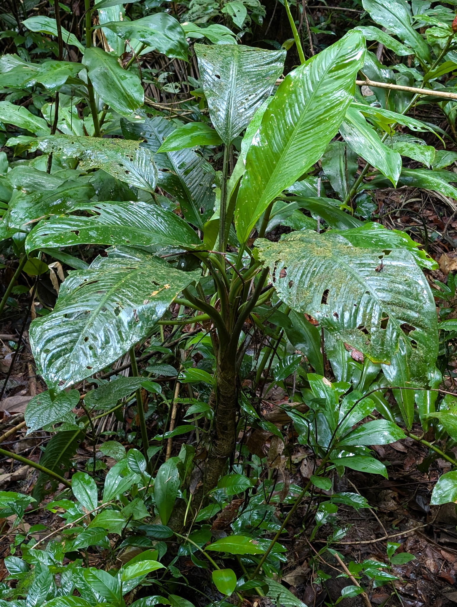 Dieffenbachia × memoria-corsii Fenzl 2