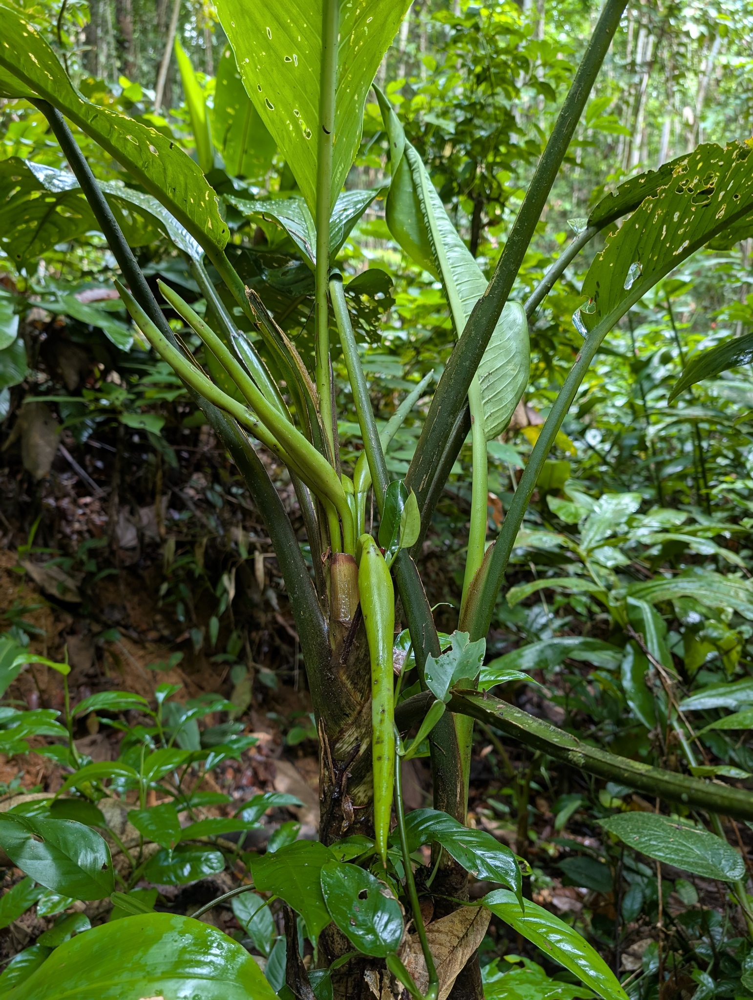 Dieffenbachia × memoria-corsii Fenzl 3