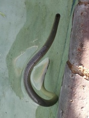 Afrotyphlops mucruso